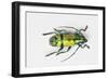 Colorful Beetle Tmesisternus Ssp - Sorong-Darrell Gulin-Framed Photographic Print