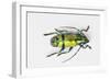 Colorful Beetle Tmesisternus Ssp - Sorong-Darrell Gulin-Framed Photographic Print