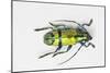 Colorful Beetle Tmesisternus Ssp - Sorong-Darrell Gulin-Mounted Photographic Print