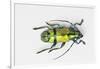 Colorful Beetle Tmesisternus Ssp - Sorong-Darrell Gulin-Framed Photographic Print