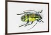 Colorful Beetle Tmesisternus Ssp - Sorong-Darrell Gulin-Framed Photographic Print