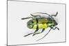 Colorful Beetle Tmesisternus Ssp - Sorong-Darrell Gulin-Mounted Photographic Print