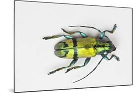 Colorful Beetle Tmesisternus Ssp - Sorong-Darrell Gulin-Mounted Photographic Print