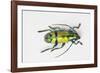 Colorful Beetle Tmesisternus Ssp - Sorong-Darrell Gulin-Framed Photographic Print