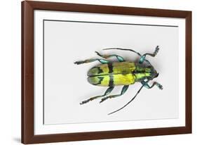 Colorful Beetle Tmesisternus Ssp - Sorong-Darrell Gulin-Framed Photographic Print