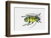 Colorful Beetle Tmesisternus Ssp - Sorong-Darrell Gulin-Framed Photographic Print