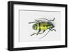 Colorful Beetle Tmesisternus Ssp - Sorong-Darrell Gulin-Framed Photographic Print