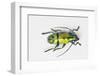 Colorful Beetle Tmesisternus Ssp - Sorong-Darrell Gulin-Framed Photographic Print