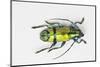 Colorful Beetle Tmesisternus Ssp - Sorong-Darrell Gulin-Mounted Photographic Print