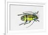 Colorful Beetle Tmesisternus Ssp - Sorong-Darrell Gulin-Framed Photographic Print