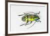 Colorful Beetle Tmesisternus Ssp - Sorong-Darrell Gulin-Framed Photographic Print