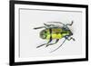 Colorful Beetle Tmesisternus Ssp - Sorong-Darrell Gulin-Framed Photographic Print