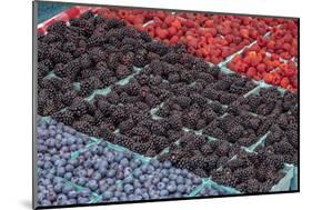 Colorful berries, USA-Jim Engelbrecht-Mounted Photographic Print