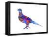 Colorful Bird Nov-Ata Alishahi-Framed Stretched Canvas