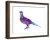 Colorful Bird Nov-Ata Alishahi-Framed Giclee Print