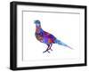 Colorful Bird Nov-Ata Alishahi-Framed Giclee Print