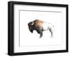 Colorful Bison Dark Brown-Avery Tillmon-Framed Art Print