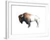 Colorful Bison Dark Brown-Avery Tillmon-Framed Art Print