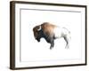 Colorful Bison Dark Brown-Avery Tillmon-Framed Art Print