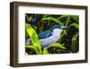 Colorful black crowned night heron fishing, Florida.-William Perry-Framed Photographic Print