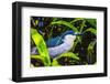 Colorful black crowned night heron fishing, Florida.-William Perry-Framed Photographic Print