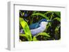 Colorful black crowned night heron fishing, Florida.-William Perry-Framed Photographic Print