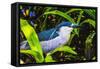 Colorful black crowned night heron fishing, Florida.-William Perry-Framed Stretched Canvas