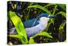 Colorful black crowned night heron fishing, Florida.-William Perry-Stretched Canvas