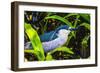 Colorful black crowned night heron fishing, Florida.-William Perry-Framed Photographic Print