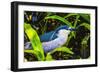 Colorful black crowned night heron fishing, Florida.-William Perry-Framed Photographic Print