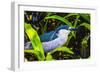 Colorful black crowned night heron fishing, Florida.-William Perry-Framed Photographic Print