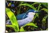 Colorful black crowned night heron fishing, Florida.-William Perry-Mounted Photographic Print