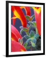 Colorful Blossoms and Leaves, North Carolina, USA-Brent Bergherm-Framed Photographic Print