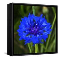 Colorful blue Bachelor's Button Cornflower blooming. Native to Europe now all over the World-William Perry-Framed Stretched Canvas