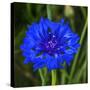 Colorful blue Bachelor's Button Cornflower blooming. Native to Europe now all over the World-William Perry-Stretched Canvas