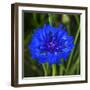 Colorful blue Bachelor's Button Cornflower blooming. Native to Europe now all over the World-William Perry-Framed Photographic Print