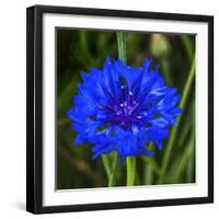 Colorful blue Bachelor's Button Cornflower blooming. Native to Europe now all over the World-William Perry-Framed Photographic Print