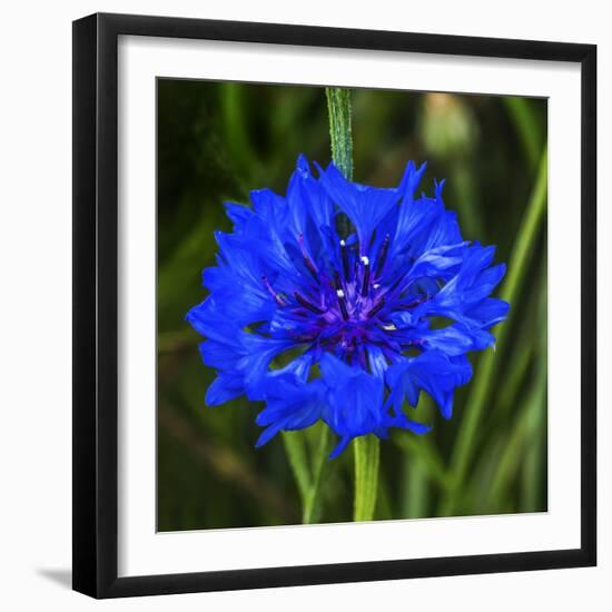 Colorful blue Bachelor's Button Cornflower blooming. Native to Europe now all over the World-William Perry-Framed Photographic Print