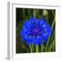 Colorful blue Bachelor's Button Cornflower blooming. Native to Europe now all over the World-William Perry-Framed Photographic Print