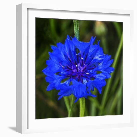 Colorful blue Bachelor's Button Cornflower blooming. Native to Europe now all over the World-William Perry-Framed Photographic Print