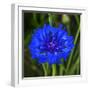 Colorful blue Bachelor's Button Cornflower blooming. Native to Europe now all over the World-William Perry-Framed Photographic Print