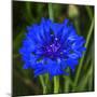 Colorful blue Bachelor's Button Cornflower blooming. Native to Europe now all over the World-William Perry-Mounted Photographic Print