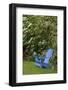 Colorful blue wooden chair in garden, Schreiner Iris Gardens, Salem, Oregon-Adam Jones-Framed Photographic Print