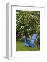 Colorful blue wooden chair in garden, Schreiner Iris Gardens, Salem, Oregon-Adam Jones-Framed Photographic Print