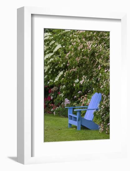 Colorful blue wooden chair in garden, Schreiner Iris Gardens, Salem, Oregon-Adam Jones-Framed Photographic Print