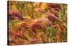 Colorful Brush-George Johnson-Stretched Canvas