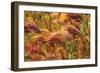 Colorful Brush-George Johnson-Framed Photographic Print