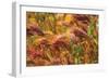 Colorful Brush-George Johnson-Framed Photographic Print