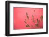 Colorful buildings in town of San Bartolo, Los Cabos area, Baja California, Mexico-Stuart Westmorland-Framed Photographic Print