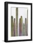 Colorful cactus. Cabo San Lucas, Mexico.-Julien McRoberts-Framed Photographic Print